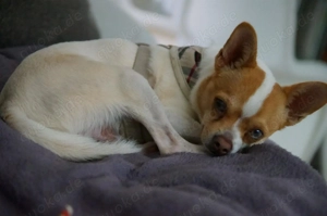 Chico  kleiner Chihuahua sucht einfühlsames Zuhause 