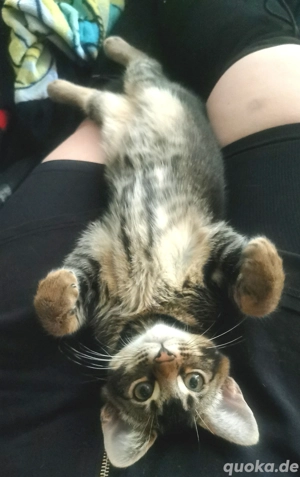 Süsse verschmuste Samtpfoten