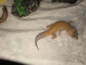 Leopardgecko ENZ 2025