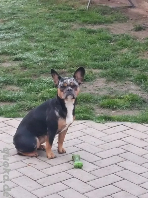 Französische Bulldoggen Mix Hündin 