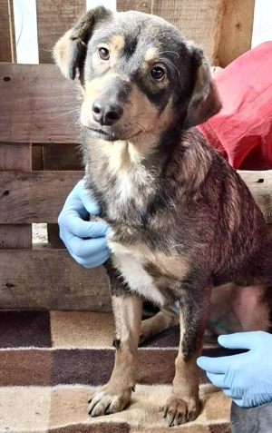 Junghund Dante   auf dem Weg ins Paradies