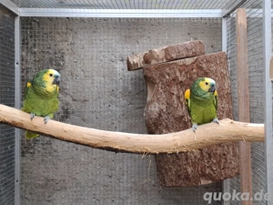 Blaustirnamazonen Prächen