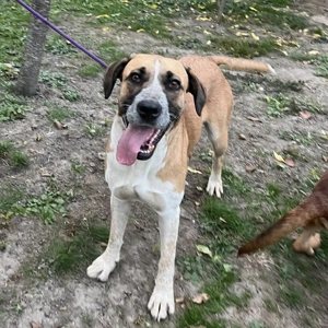 Kiara, wunderschöne Mischlingshündin, optisch Rafeiro do Alentejo Bild 3