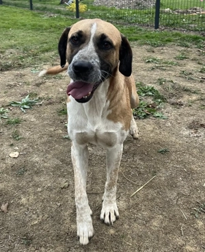 Kiara, wunderschöne Mischlingshündin, optisch Rafeiro do Alentejo Bild 4