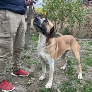 Kiara, wunderschöne Mischlingshündin, optisch Rafeiro do Alentejo Bild 2