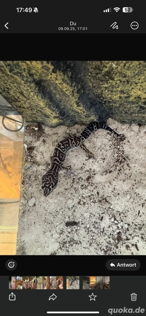 Leopardgecko Baby zu verkaufen