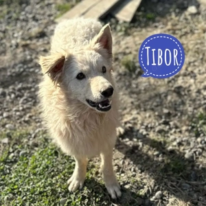 Tibor, wunderhübscher Samojede Mudi Mix