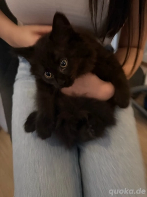  Blhkitten   es sind noch 3 schwarze männliche  kitten zu haben 