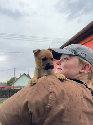 Steve, z. Zt. in Ungarn, ist ein typischer Welpe. Bild 7