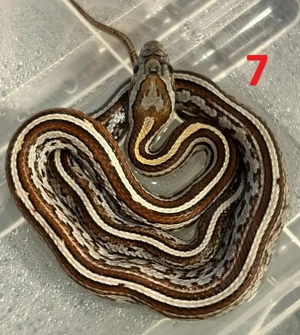 Junge Kornnatterbabys , Mai 2025 