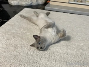 Kastriert! Russisch Blau Kater mit Stammbaum