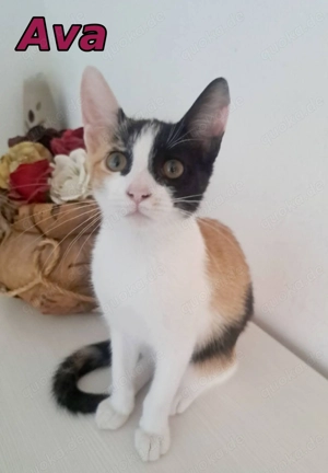 Glückskatze Ava wartet noch immer auf ihre Menschen