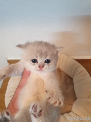 BKH silver-shaded Babykatzen