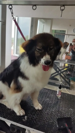 Margo   die charmante Einzelprinzessin sucht ihr Königreich Bild 2