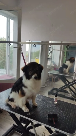 Margo   die charmante Einzelprinzessin sucht ihr Königreich Bild 4