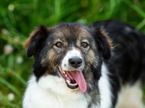 Margo   die charmante Einzelprinzessin sucht ihr Königreich