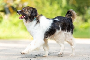 Margo   die charmante Einzelprinzessin sucht ihr Königreich Bild 5