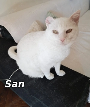 FIV positiver Eisbär San sucht sein Für-immer Zuhause