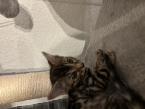 Bengal Katze Kitten 