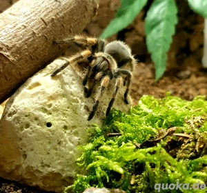 verschiedene Vogelspinnen Terrarien Exo Terra  Bild 4