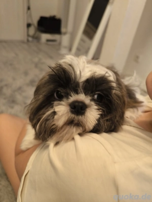 Shih-Tzu Welpen 