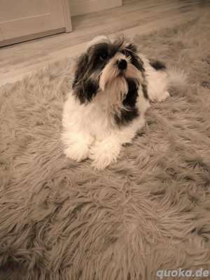 Shih-Tzu Welpen 