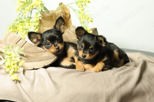 Russkiy Toy Welpen Alfons und Edward (Rüden) zum Verkauf