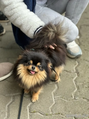Pomeranian black tan weibchen