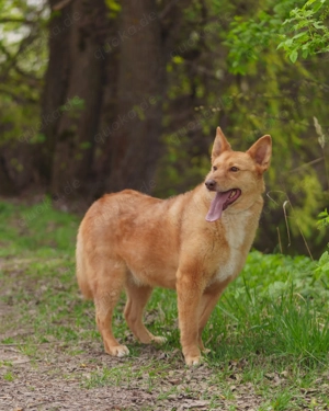 Vesta ist der sanfte Kuschelbär mit großem Herz sucht Ihre Liebe