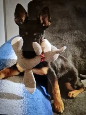 Mischlingswelpe 6 Monate Bild 3