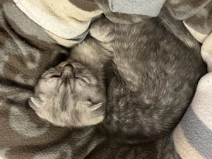 Verspieltes Kitten abzugeben inkl. StarterSet