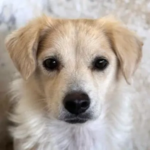 Eyra, geb. ca. 04 2023, lebt in GRIECHENLAND, auf einer privaten Pflegestelle