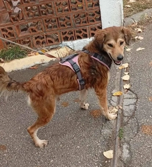 Hiro (mit Handicap) geb. ca. 2023, lebt im Tierheim in Bosnien und sucht ein Zuhause