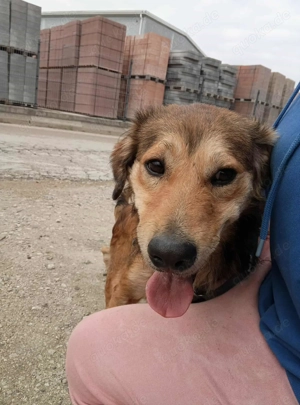 Hiro (mit Handicap) geb. ca. 2023, lebt im Tierheim in Bosnien und sucht ein Zuhause Bild 2