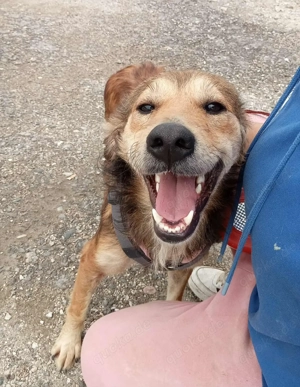 Hiro (mit Handicap) geb. ca. 2023, lebt im Tierheim in Bosnien und sucht ein Zuhause Bild 5