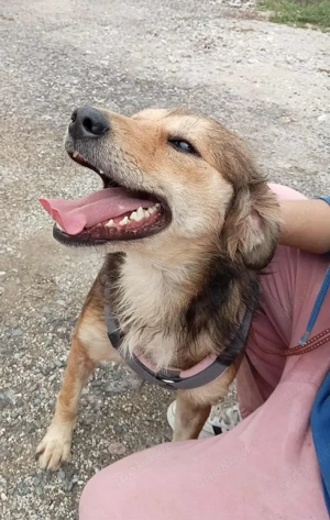 Hiro (mit Handicap) geb. ca. 2023, lebt im Tierheim in Bosnien und sucht ein Zuhause Bild 6