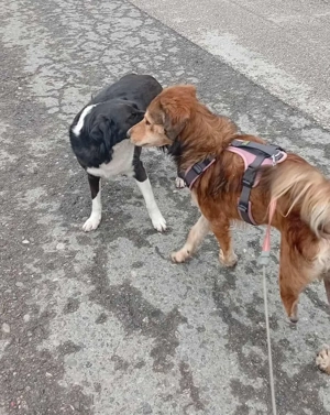 Hiro (mit Handicap) geb. ca. 2023, lebt im Tierheim in Bosnien und sucht ein Zuhause Bild 3