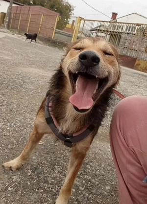 Hiro (mit Handicap) geb. ca. 2023, lebt im Tierheim in Bosnien und sucht ein Zuhause Bild 4