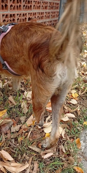 Hiro (mit Handicap) geb. ca. 2023, lebt im Tierheim in Bosnien und sucht ein Zuhause Bild 7