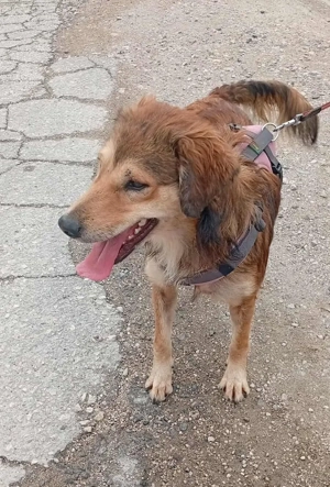 Hiro (mit Handicap) geb. ca. 2023, lebt im Tierheim in Bosnien und sucht ein Zuhause Bild 9