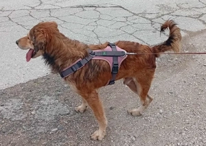 Hiro (mit Handicap) geb. ca. 2023, lebt im Tierheim in Bosnien und sucht ein Zuhause Bild 8