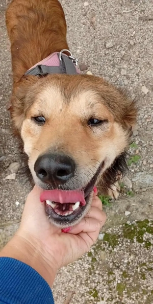 Hiro (mit Handicap) geb. ca. 2023, lebt im Tierheim in Bosnien und sucht ein Zuhause Bild 10