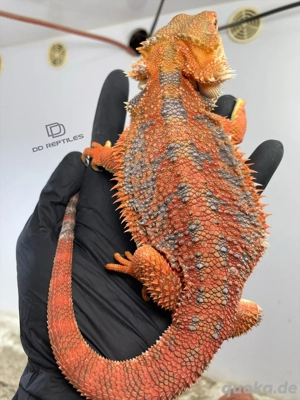 Bartagamen Weibchen (Pogona vitticeps) half red Monster high blue Tiger het Hypo