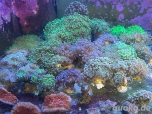 Ableger Korallen SPS LPS Meerwasser 