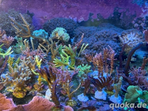 Ableger Korallen SPS LPS Meerwasser  Bild 5