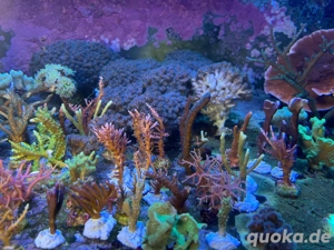 Ableger Korallen SPS LPS Meerwasser  Bild 2