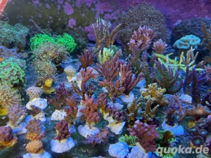 Ableger Korallen SPS LPS Meerwasser  Bild 4