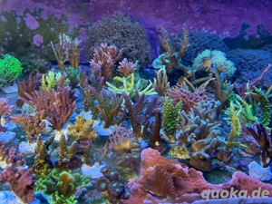 Ableger Korallen SPS LPS Meerwasser  Bild 3