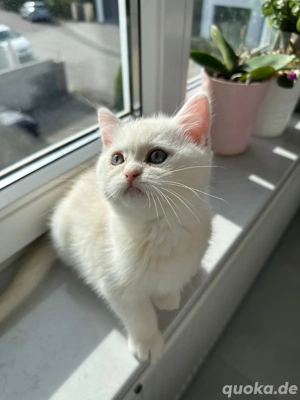 BHK Gold Point Kater 