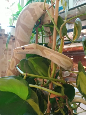 Königspython Candino M